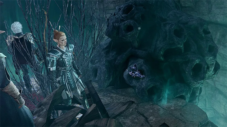 Orchidée Nocturne BG3